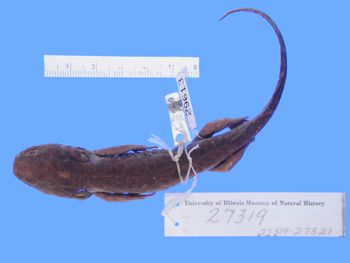 Media type: image; Herpetology A-29613